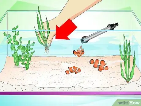 Image intitulée Tell if Your Fish Is Sick Step 24