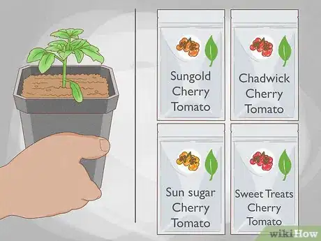 Image intitulée Grow Cherry Tomatoes Step 1