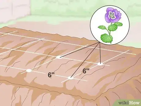 Image intitulée Grow Pansies Step 7