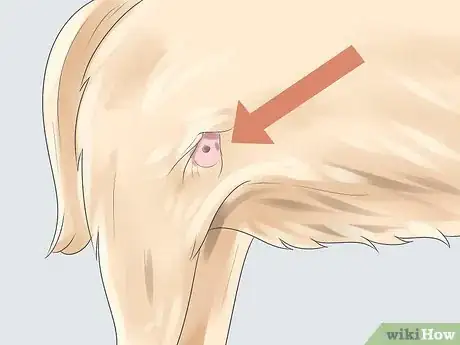 Image intitulée Treat Dog Bite Wounds on Dogs Step 12