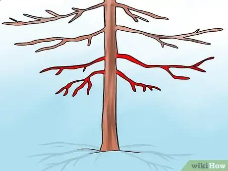 Image intitulée Prune Conifers Step 12