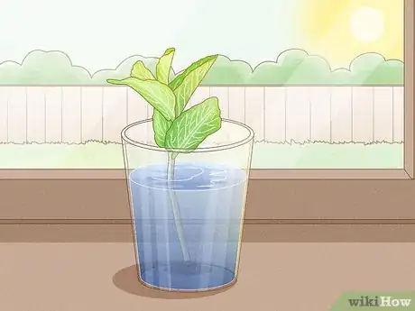 Image intitulée Grow Mint in a Pot Step 9