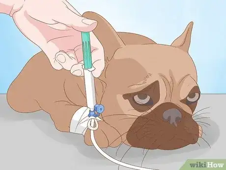 Image intitulée Get Rid of a Botfly in a Dog Step 5