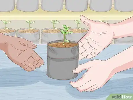 Image intitulée Grow Mint in a Pot Step 6