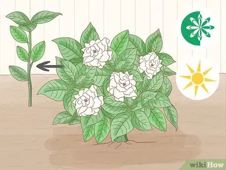 Image intitulée Grow Gardenia from Cuttings Step 1