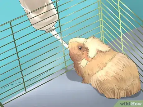 Image intitulée Care for Guinea Pigs Step 4