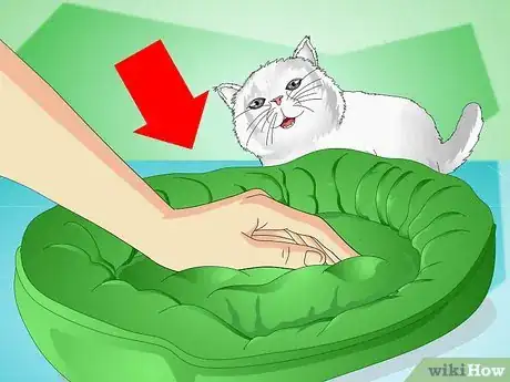 Image intitulée Stop Kittens from Crying Step 9