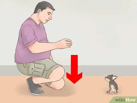 Image intitulée Care for Your Chihuahua Puppy Step 11