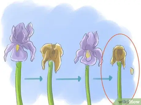 Image intitulée Take Care of Irises when Their Flowers Die Step 4