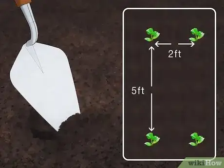 Image intitulée Grow Gourds Step 10