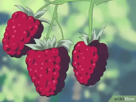 Image intitulée Prune Raspberries Step 1