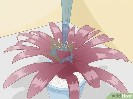 Image intitulée Care for a Bromeliad Step 7