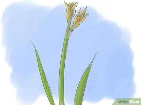 Image intitulée Take Care of Irises when Their Flowers Die Step 6