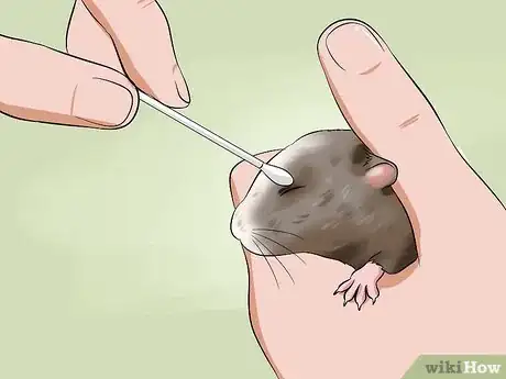 Image intitulée Help a Hamster With Sticky Eye Step 6