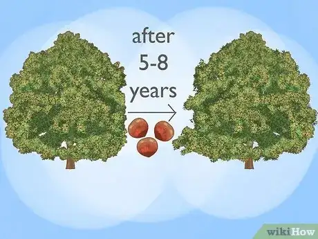 Image intitulée Grow Chestnut Trees Step 20