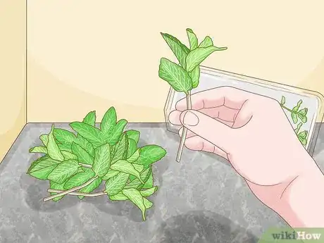 Image intitulée Grow Mint in a Pot Step 8