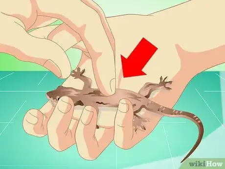 Image intitulée Catch a Common House Lizard and Keep It As a Pet Step 10