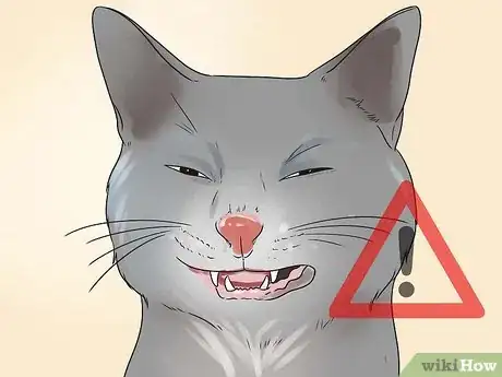 Image intitulée Help Your Cat Breathe Easier Step 2