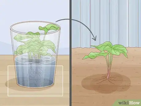 Image intitulée Grow Sweet Potatoes Step 10