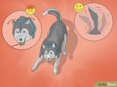 Image intitulée Train a Siberian Husky Step 14