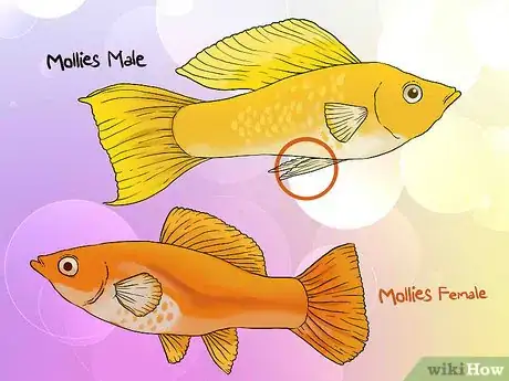 Image intitulée Tell if Your Fish Is Having Babies Step 2