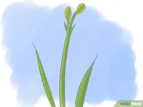 Image intitulée Take Care of Irises when Their Flowers Die Step 5