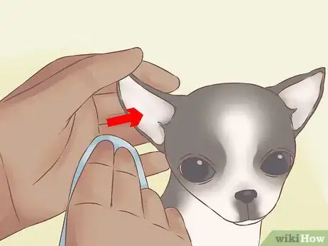 Image intitulée Care for Your Chihuahua Puppy Step 23