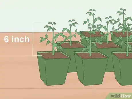 Image intitulée Grow Tomatoes from Seeds Step 17