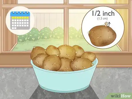 Image intitulée Grow Potatoes from Potatoes Step 3