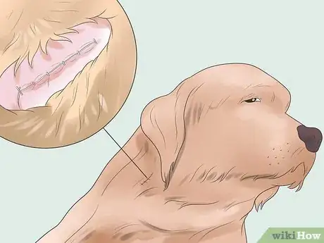 Image intitulée Treat Dog Bite Wounds on Dogs Step 14