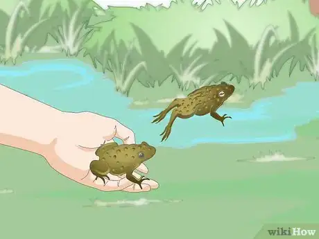 Image intitulée Raise Frogs Step 15