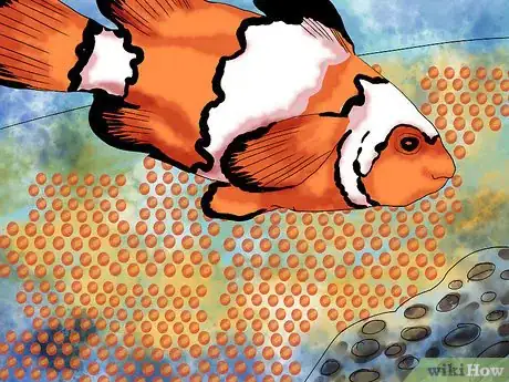 Image intitulée Breed Clownfish Step 8