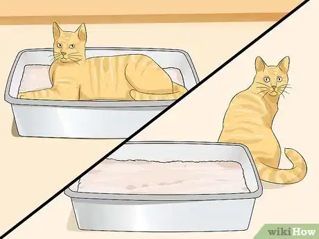 Image intitulée Clean a Litter Box Step 12