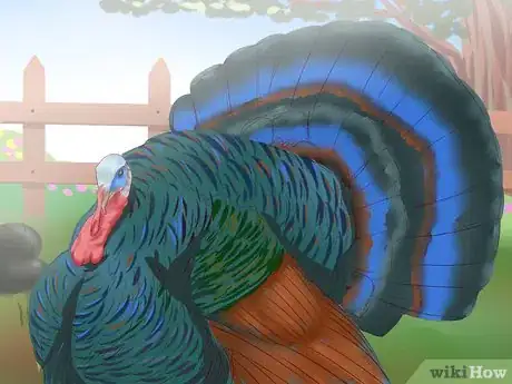 Image intitulée Sex Turkeys Step 4