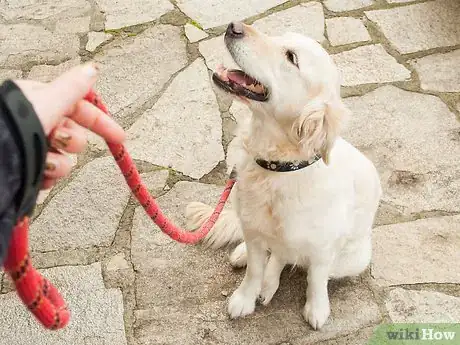 Image intitulée Teach Your Dog Tricks Step 6