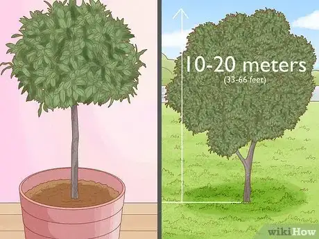 Image intitulée Grow a Bay Tree Step 6