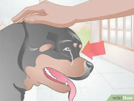 Image intitulée Clean Gunk from Your Dog's Eyes Step 3