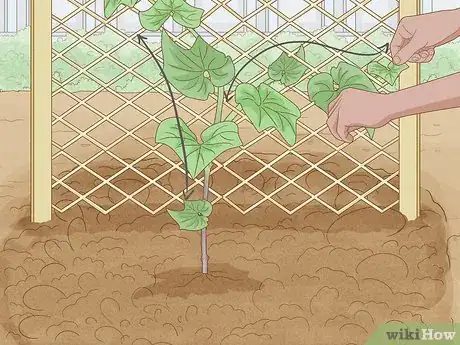 Image intitulée Grow a Choko Vine Step 10