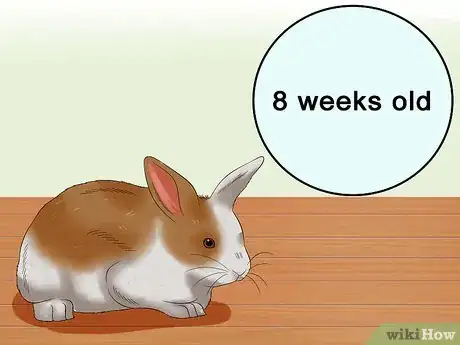 Image intitulée Buy a Rabbit Step 5