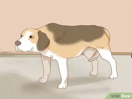 Image intitulée Tell if Your Dog Is Depressed Step 12
