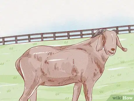 Image intitulée Care for a Goat Step 1