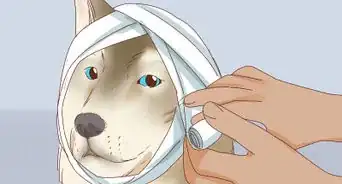 traiter l'oreille déchiquetée d'un chien