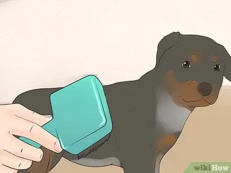 Image intitulée Care for a Rottweiler Puppy Step 7