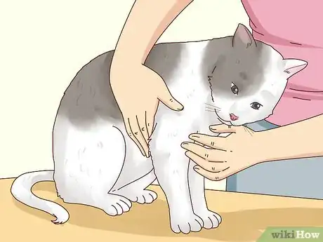 Image intitulée Reduce Fever in Cats Step 3