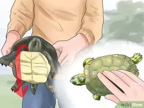 Image intitulée Pet a Turtle Step 2