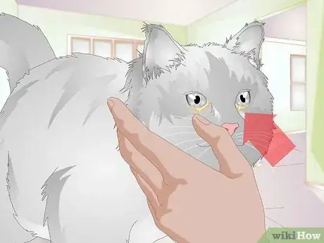 Image intitulée Clean Gunk from Your Cat's Eyes Step 9