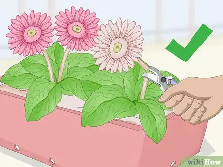 Image intitulée Grow Gerbera Daisies Step 22