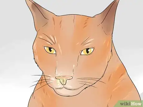 Image intitulée Help Your Cat Breathe Easier Step 1