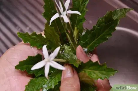 Image intitulée Preserve Herbs Step 19