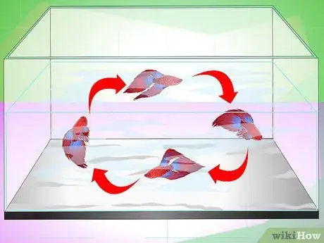 Image intitulée Have a Happy Betta Fish Step 1